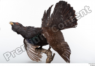 Western capercaillie whole body 0002.jpg